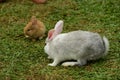 Little rabbits are tricky in the garden. Royalty Free Stock Photo