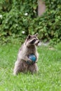 Little raccoon plays in summer on green grass