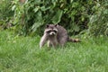 Little raccoon plays in summer on green grass