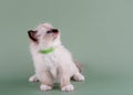 little ragdoll kitten with blue eyes in green colar sitting on a green background. Royalty Free Stock Photo