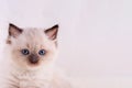 little ragdoll kitten with blue eyes in green collar sitting on a beige background. Royalty Free Stock Photo