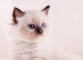 little ragdoll kitten with blue eyes in green collar sitting on a beige background. Royalty Free Stock Photo
