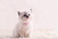 little ragdoll kitten with blue eyes in pink collar sitting on a beige background. High quality photo for card and calendar Royalty Free Stock Photo