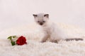 little ragdoll kitten with blue eyes in purple collar sitting on a beige background with rose. Royalty Free Stock Photo
