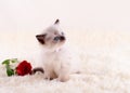 little ragdoll kitten with blue eyes in purple collar sitting on a beige background with rose. Royalty Free Stock Photo