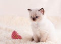little ragdoll kitten with blue eyes sitting on a beige background with heart. Royalty Free Stock Photo