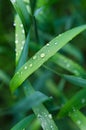 Little rain drops on green grass Royalty Free Stock Photo