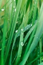 Little rain drops on green grass Royalty Free Stock Photo