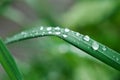 Little rain drops on green grass Royalty Free Stock Photo