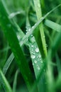 Little rain drops on green grass Royalty Free Stock Photo