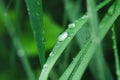 Little rain drops on green grass Royalty Free Stock Photo