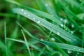 Little rain drops on green grass Royalty Free Stock Photo