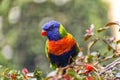 Little rainbow lorikeet with colorful feathers