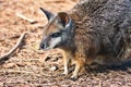 Little rare Tammar Wallaby - Macropus eugenii, Australia Royalty Free Stock Photo