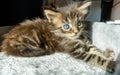 Little rascal maine coon kitten with intensive blue eyes