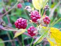 Little raspberry in the vast field