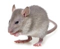 A little rat Royalty Free Stock Photo