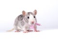 Little rat with a pink bow Royalty Free Stock Photo