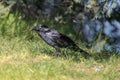 Little Raven in Victoria, Australia Royalty Free Stock Photo