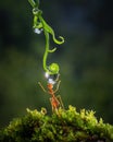 Little Red Ant on green grass and drink a dew drop in natural ecosystem Royalty Free Stock Photo