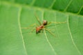 Little red ant on green leaf Royalty Free Stock Photo
