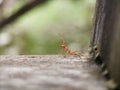 little red ant lost the friends Royalty Free Stock Photo