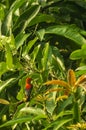 Little red-backed bird Royalty Free Stock Photo