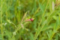 Little red beetle on a green stalk Chrysomela populi - Mandelinka Royalty Free Stock Photo