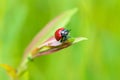 Little red beetle on a green stalk Chrysomela populi - Mandelinka Royalty Free Stock Photo