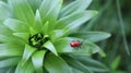 Little red bug Lilioceris lilii on green leaf Royalty Free Stock Photo