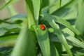 Little red beetle sits on the green leaf Royalty Free Stock Photo