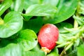 Little red berry fruit of jaw tree - taxus baccata on the ground between green garden plants close up selective focus.