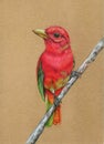 Little red bird colored pencils for a postrcard print
