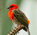 Little red Bird Royalty Free Stock Photo