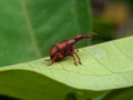 little red bug on green leaf Royalty Free Stock Photo