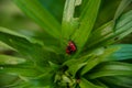 Little red bug Lilioceris lilii on bright green leaf Royalty Free Stock Photo