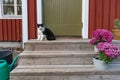 Little red cabin with a green door, a cat and flowers Royalty Free Stock Photo