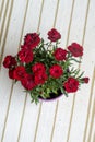 Red Carnations Flowers in a pot Royalty Free Stock Photo