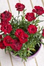 Red Carnations Flowers in a pot Royalty Free Stock Photo