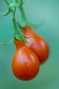 Little red cherry tomatoes