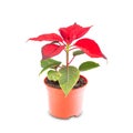 Little Red Christmas poinsettia flower Royalty Free Stock Photo