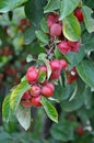 Little red crab apples Royalty Free Stock Photo