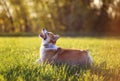 Red dog puppy Corgi fun running on a green meadow and jumping over a flying butterfly in a summer meadow in the grass