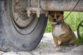 Little red dog with a white breast, with a collar and a chain, under an old truck. Reliable guard Royalty Free Stock Photo