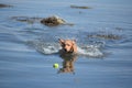 Little Red Duck Dog Retrieving a Tennis Ball in the Water Royalty Free Stock Photo