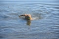 Little Red Duck Dog Swimming with a Tennis Ball Royalty Free Stock Photo