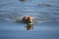 Little Red Duck Dog with a Tennis Ball in the Water Royalty Free Stock Photo