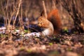 Little red eurasian squirrel