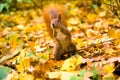 Little red eurasian squirrel