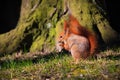 Little red eurasian squirrel